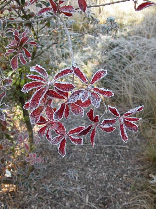 Pagodebusk i rimfrost (Enkianthus campanulatus)